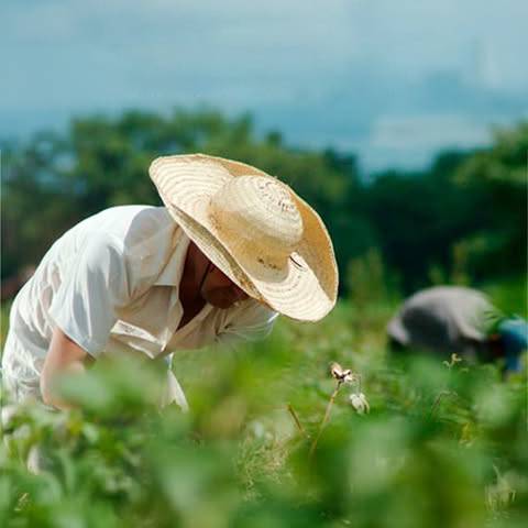 Imagen de Préstamos Agrícolas